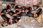 Long-nosed snakes resemble venomous coral snakes.