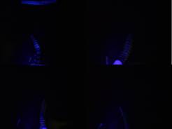 Rattlesnake rattles fluorescing under Ultraviolet light.