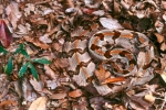 Timber rattlesnake coiled among leaves.